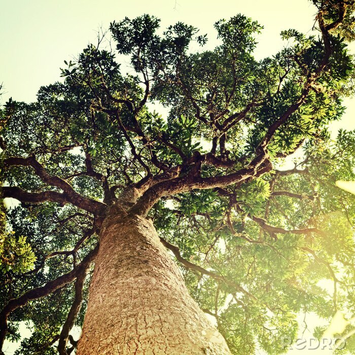 Poster 3D boom tegen de hemel