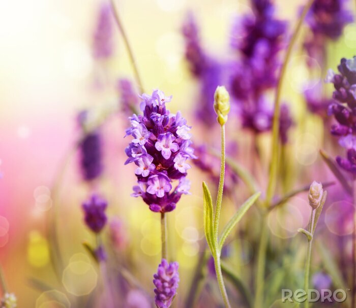 Poster 3D lavendel en knoppen in close-up