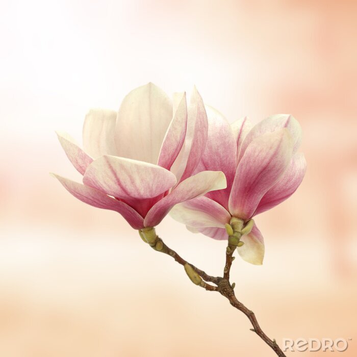 Poster 3D magnolia op roze achtergrond