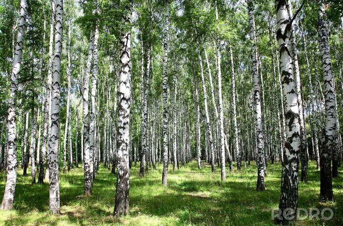 Poster 3D panorama van een berkenbos