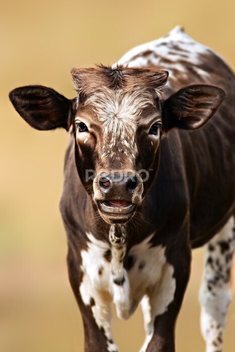 Poster 3D-portret van een koe
