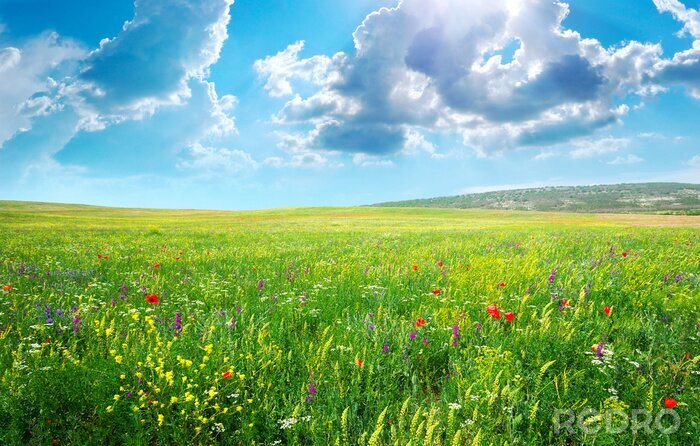 Poster 3D weide in de zon