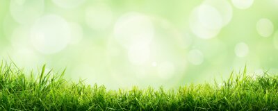 Poster A fresh spring sunny garden background of green grass and blurred foliage bokeh.