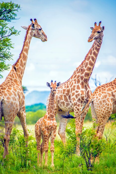 Poster A Giraffe family in South Africa