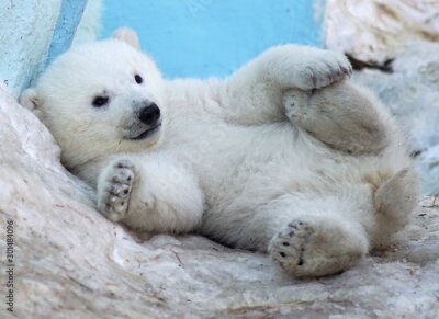 Poster A polar bear cub lies in the snow on its back.