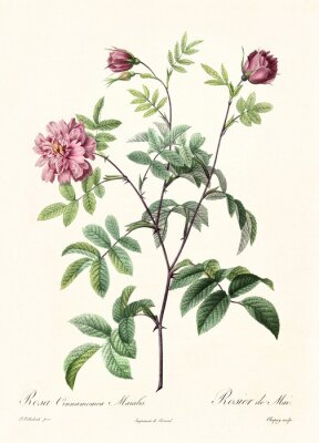 Poster Aard en stadia van bloemontwikkeling