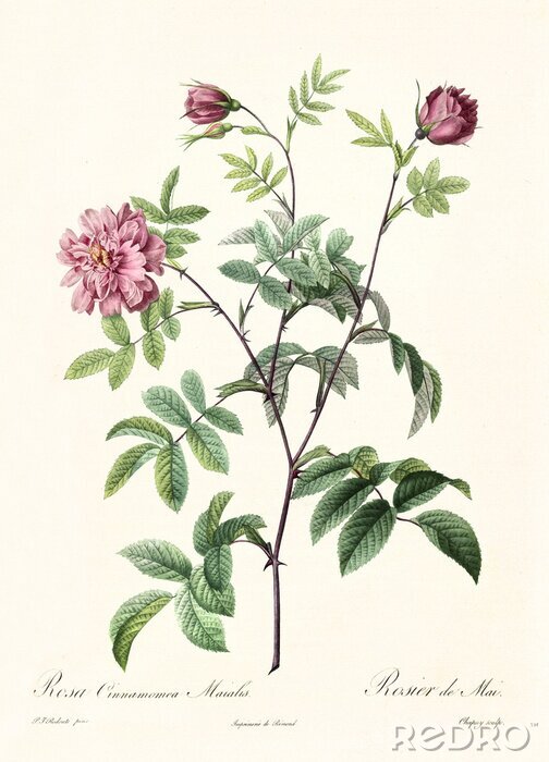 Poster Aard en stadia van bloemontwikkeling