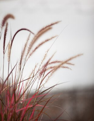 Poster Abstract red and brown aquatic marshland grass pictured with the gray sky as a backdrop