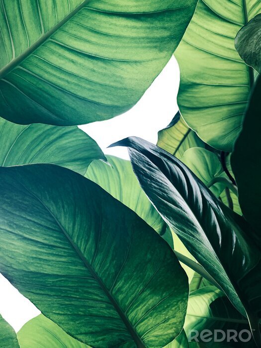 Poster Abstract tropical green leaves pattern on white background, lush foliage of giant golden pothos or Devil’s ivy (Epipremnum aureum) the tropic plant.