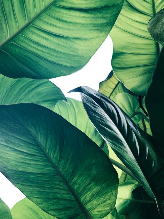 Poster Abstract tropical green leaves pattern on white background, lush foliage of giant golden pothos or Devil’s ivy (Epipremnum aureum) the tropic plant.