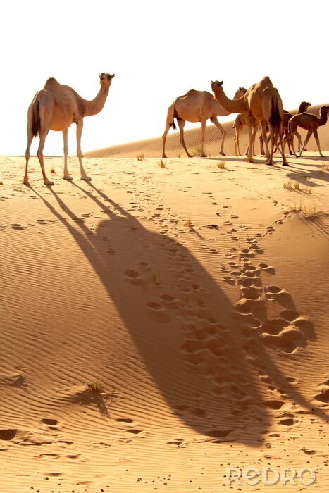 Poster Abu Dhabi woestijn