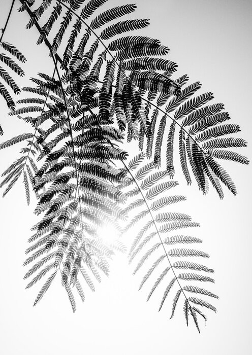 Poster Acacia bladeren in de wind