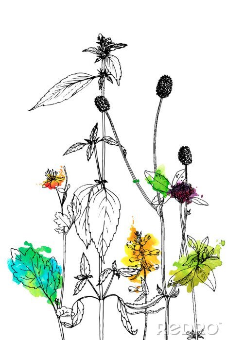 Poster Achtergrond met tekeningskruiden en bloemen