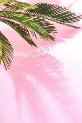 Poster Achtergrond van de de zomer de tropische pastelkleur met palm