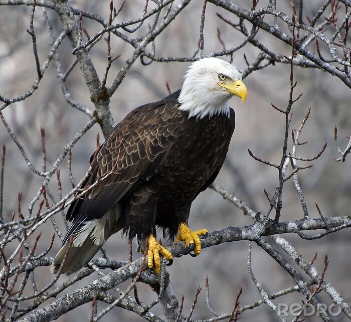 Poster Adelaar op een tak