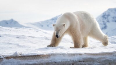 Poster Adult male polar bear stands at the ice edge in Svalbard