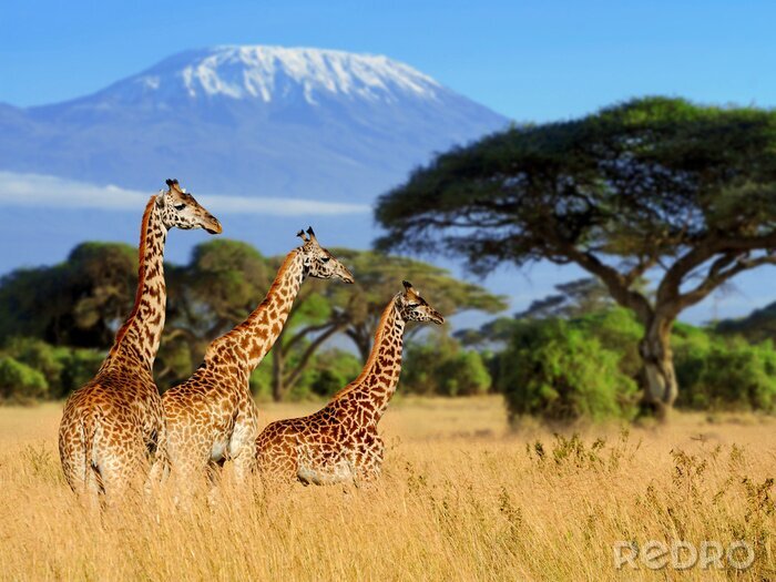 Poster Afrikaans landschap met giraffen en Kilimanjaro
