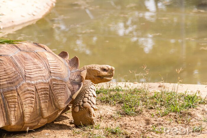 Poster Afrikaanse aangespoorde schildpad close-up. Dit Sulcata schildpad bewoont van de Sahara woestijn, in Noord-Afrika en de Arabische woestijn in Egipt.
