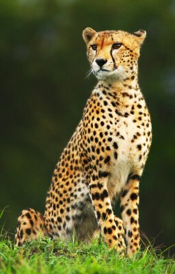 Poster Afrikaanse cheetah zittend op het gras