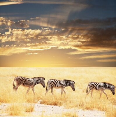 Poster Afrikaanse dierenzebra's op de savanne