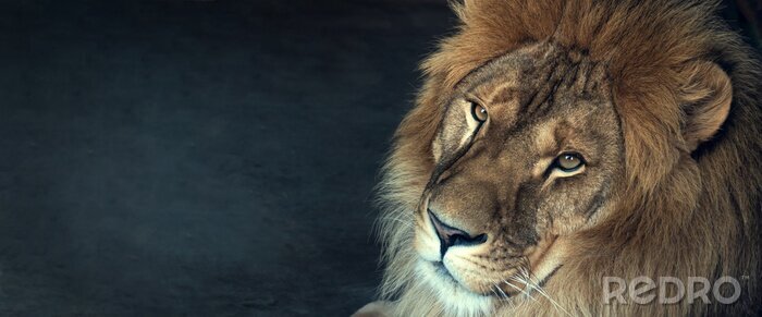 Poster Afrikaanse leeuw ca
