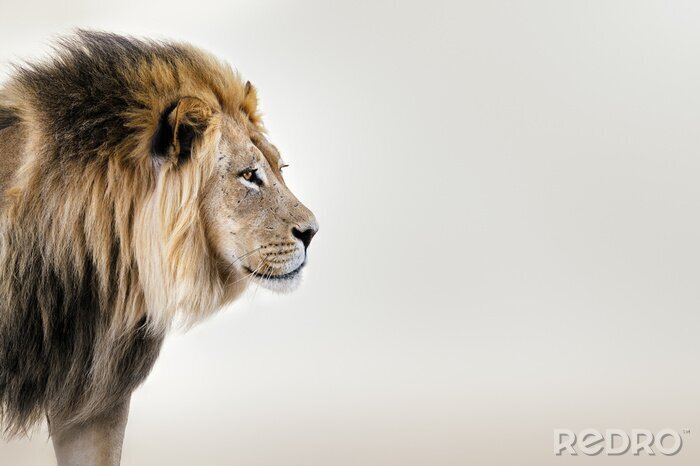 Poster Afrikaanse leeuw in de woestijn