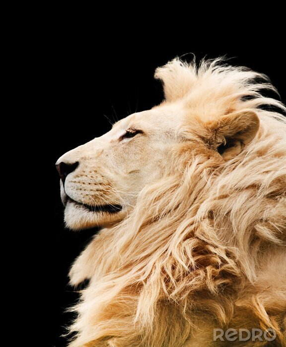 Poster Afrikaanse leeuw in een trotse pose