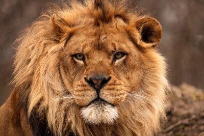 Poster Afrikaanse leeuw in kleur