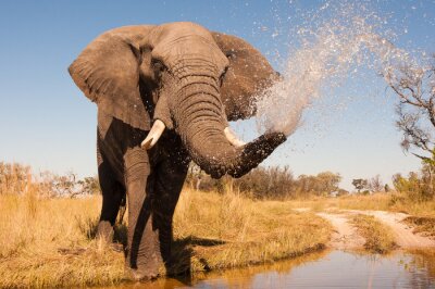 Poster Afrikaanse olifant bij de waterpoel