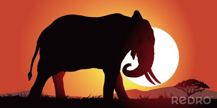 Poster Afrikaanse olifant bij zonsondergang