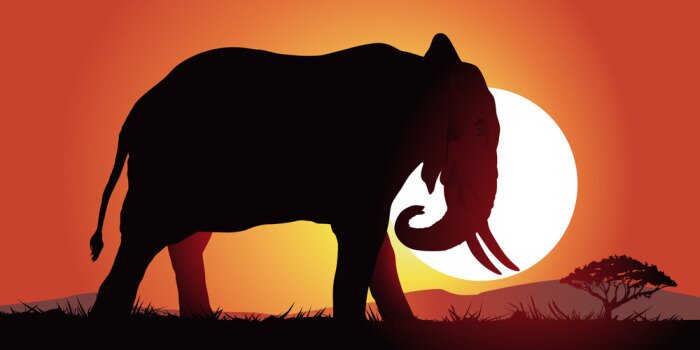 Poster Afrikaanse olifant bij zonsondergang