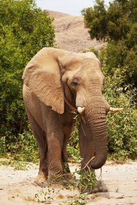 Poster Afrikaanse olifant dier