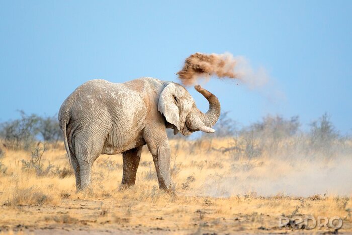 Poster Afrikaanse olifant in het zand