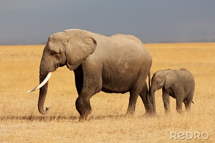 Poster Afrikaanse olifant met kalf, Amboseli National Park