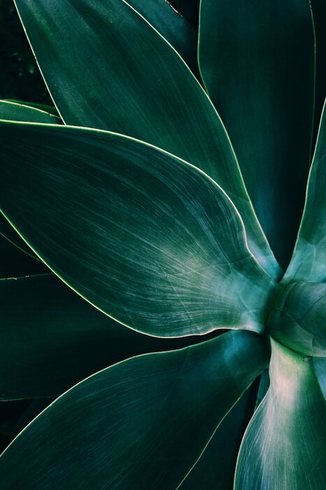Poster Agave leaves close up shot in low key. Dark background texture