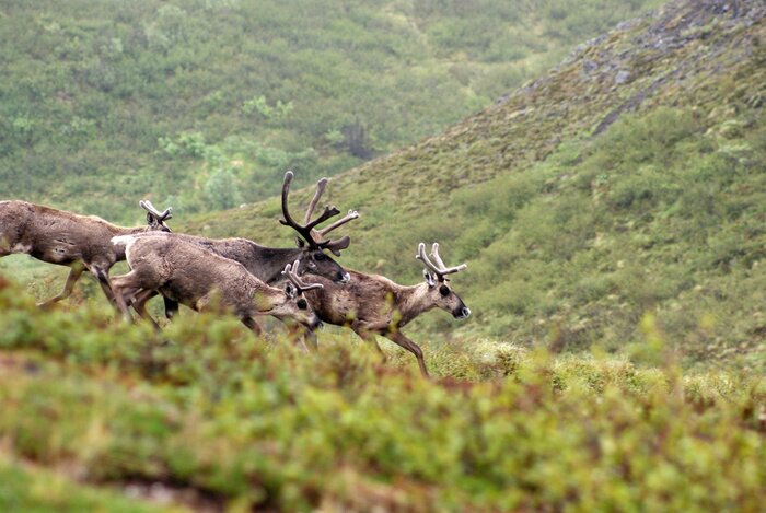 Poster Alaska rendier toendra landschap