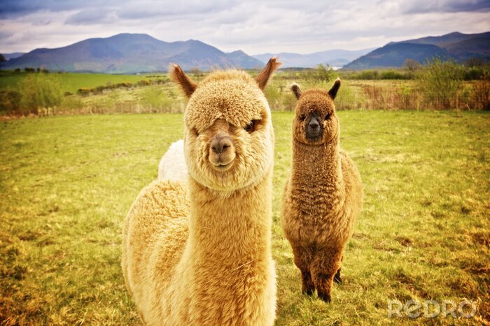 Poster Alpaca boerderijdieren