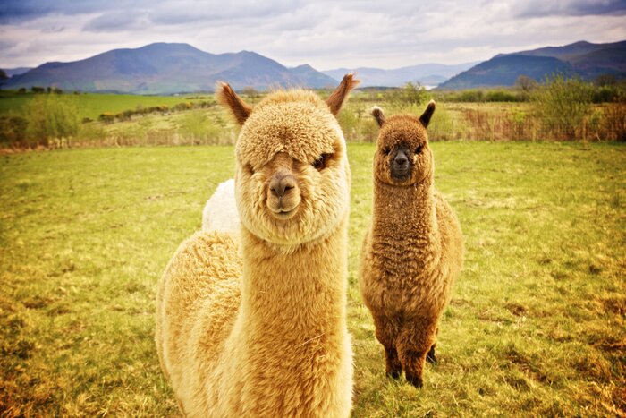 Poster Alpaca boerderijdieren
