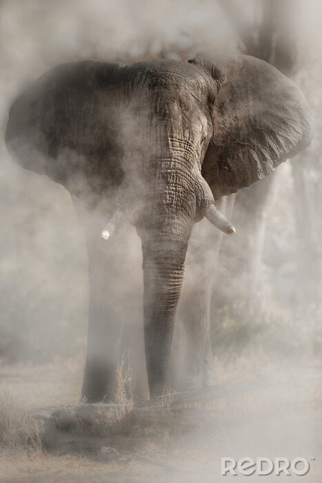 Poster Amazing african elephant with dust. Huge elephant male in front of the camera. Wildlife scene with dangerous animal. Great tusker in the nature habitat. Loxodonta africana.