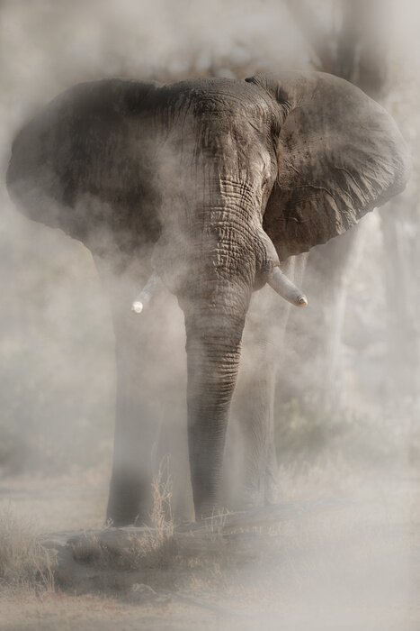 Poster Amazing african elephant with dust. Huge elephant male in front of the camera. Wildlife scene with dangerous animal. Great tusker in the nature habitat. Loxodonta africana.