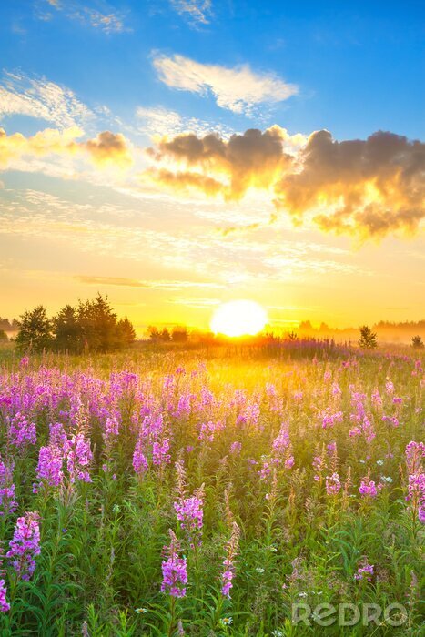 Poster amazing rural landscape with sunrise  and  blossoming meadow