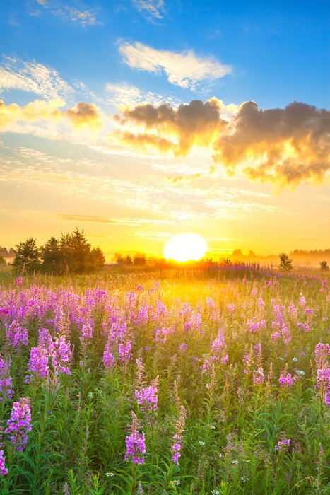Poster Amazing rural landscape with sunrise  and  blossoming meadow