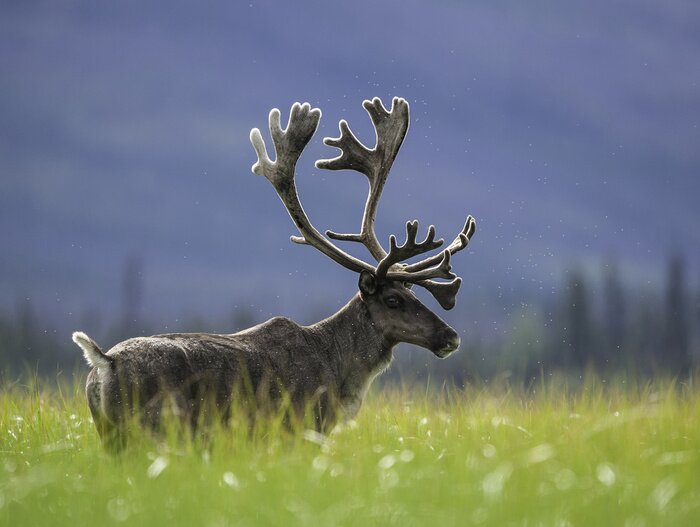 Poster Amerikaans rendier op groene weide