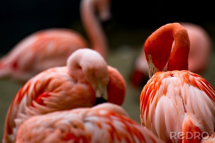 Poster Amerikaanse flamingo's