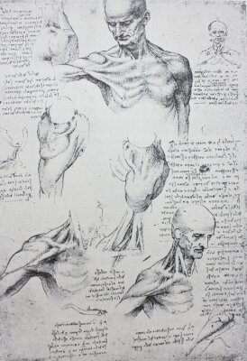 Poster Anatomical notes. Profile, face, foot. Manuscripts of Leonardo da Vinci in the vintage book Leonardo da Vinci by A.L. Volynskiy, St. Petersburg, 1899