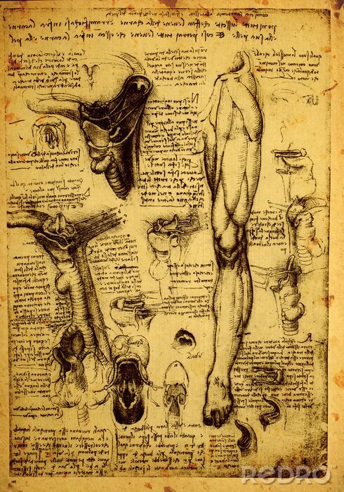 Poster Anatomie