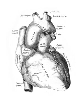 Poster Anatomische illustratie van het hart