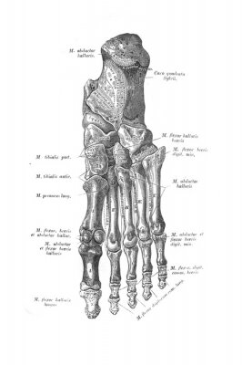 Poster Anatomische schets van de voetbeenderen
