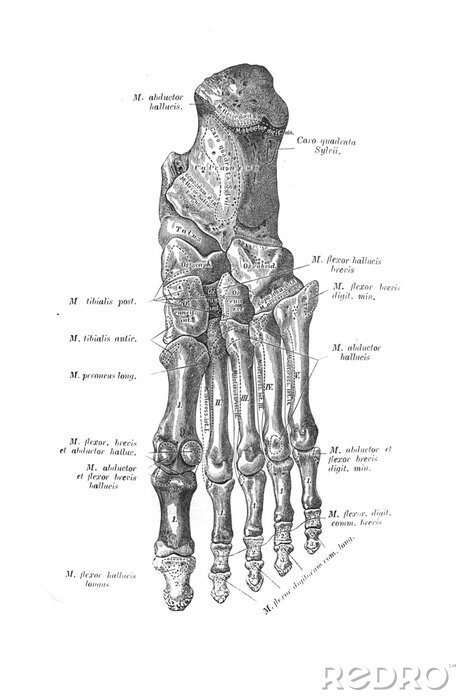 Poster Anatomische schets van de voetbeenderen