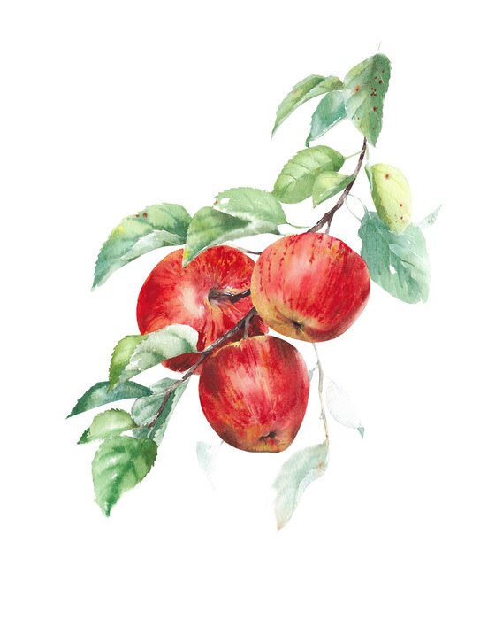 Poster Apples red fruits tree on the branch vegetariab healthy food watercolor painting illustration isolated on white background